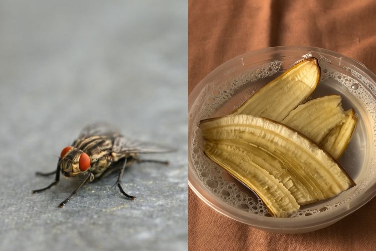 Ingin mengurangi gangguan lalat di rumah? Cobalah perangkap dari 3 bahan dapur ini untuk mengatasinya